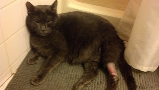 Illustration for article titled This Poor Kitty. ETA2: He's okay!